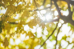 Feuilles au soleil