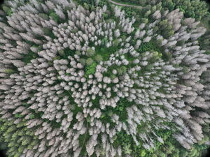 Prise de vue par drone d'arbres vivants et morts. Projet Eucor Seed Money