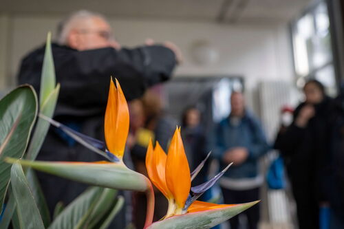 Fleur d'oiseau de paradis Fleur d'oiseau de paradis